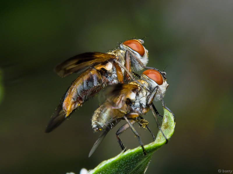 Ectophasia crassipennis (Fabricius, 1794)